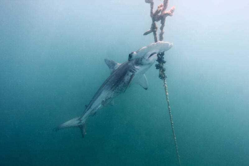 A scalloped hammerhead shark found dead on a drumline at Alma Bay off Magnetic Island, Monday, August 6, 2018.