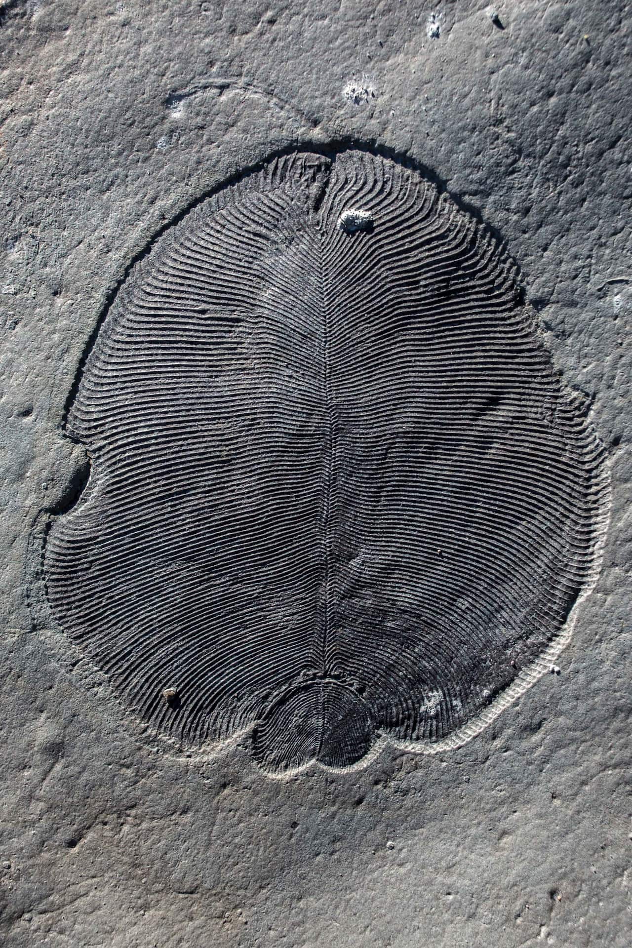 Organically preserved Dickinsonia fossil from the White Sea area of Russia.
