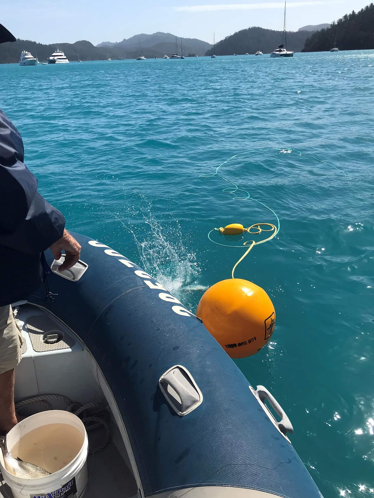 Shark control equipment being deployed in the Whitsundays.