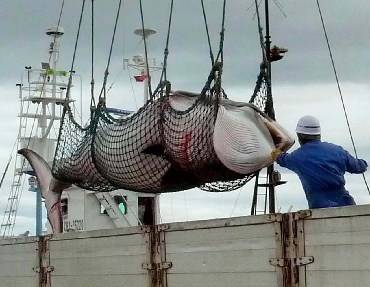 A whale is unloaded from a boat in Hokkaido. 