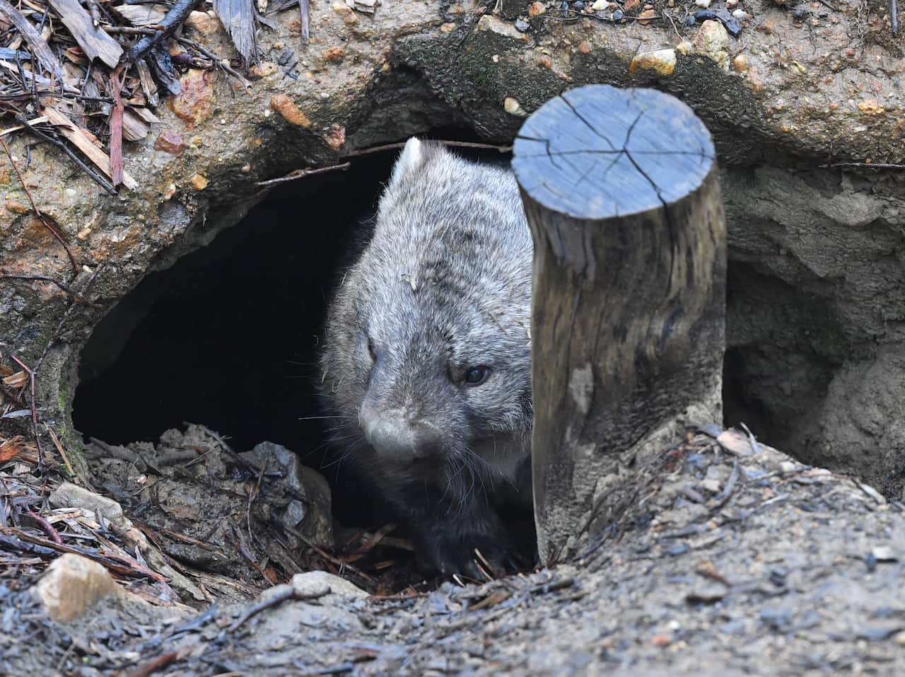 A wombat is seen at Cleland Wildlife Park, Adelaide, 2018.