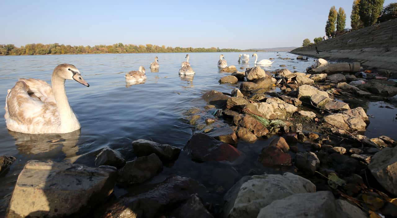 Swans on the banks of Danube river in  Europe