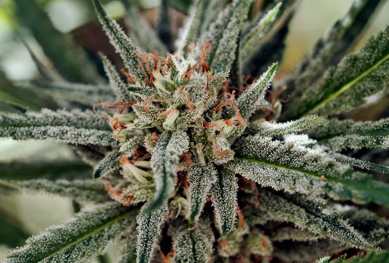 This Tuesday, Sept. 11, 2018 file photo shows blankets of frost known as trichomes on a budding marijuana flower.
