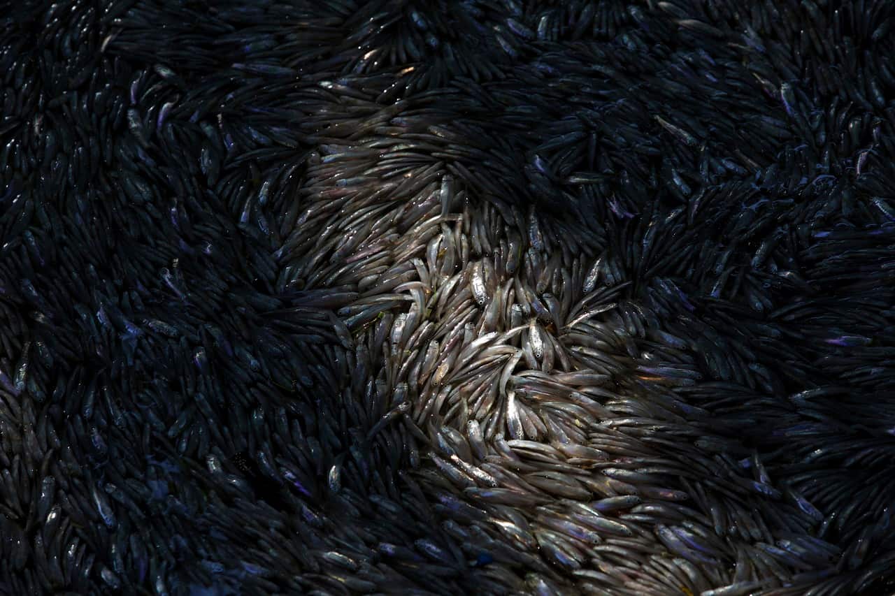 About 21 tons of fish died in the Rio de Janeiro lagoon, while city authorities and biologists argue about the cause of the die-off. 