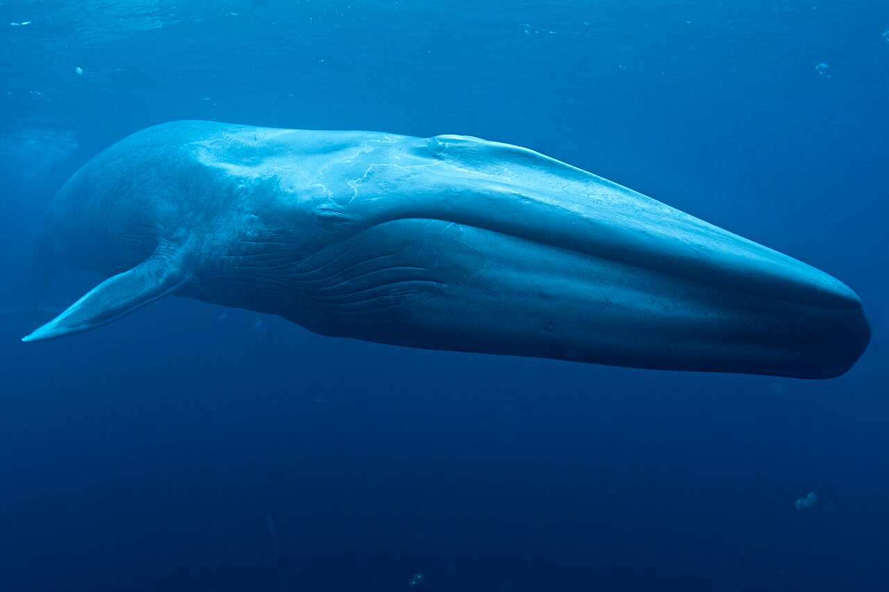 Blue whales visit the Great Australian Bight.