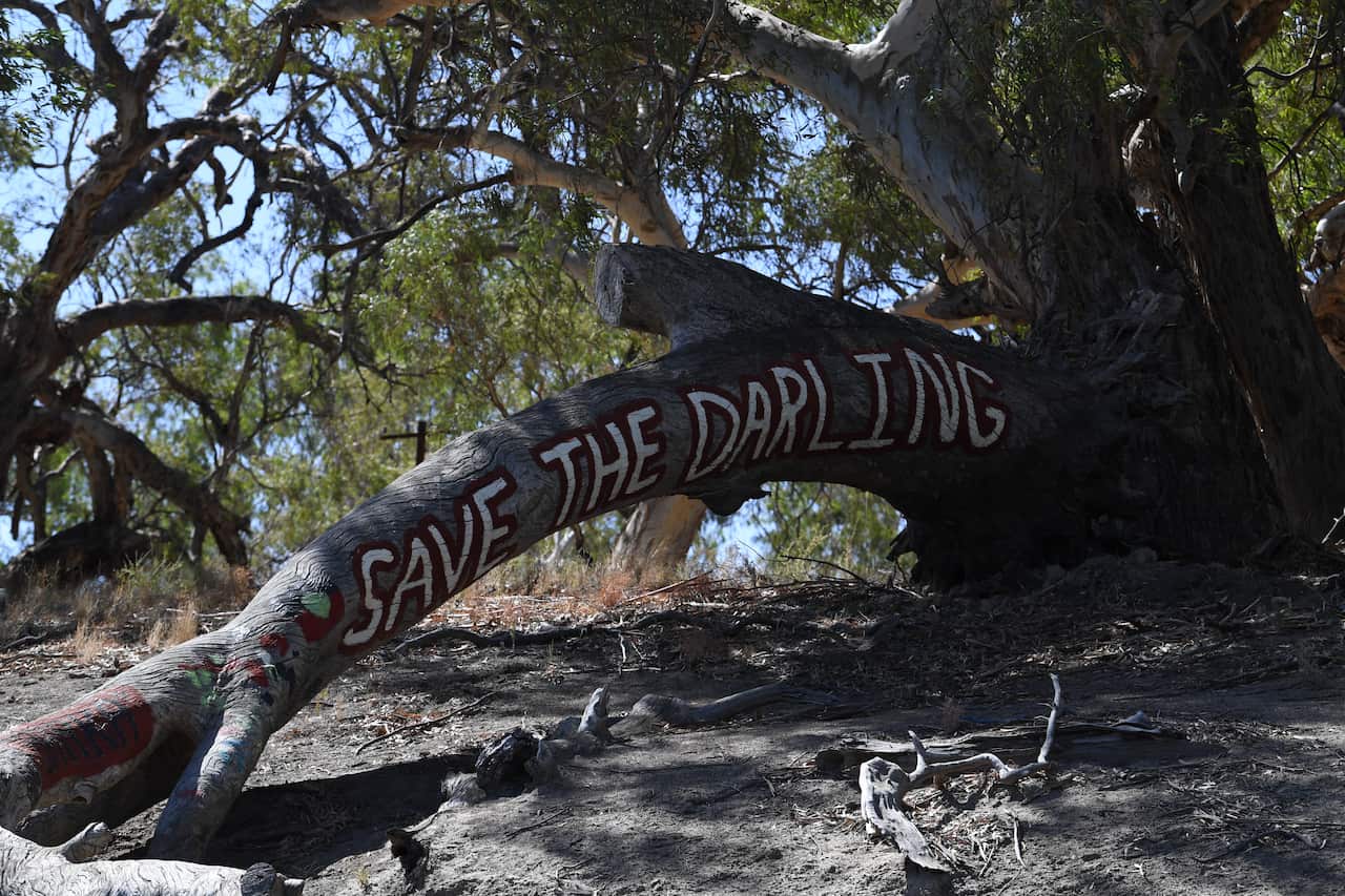 The Darling River is under pressure from low water flow as a result of the drought affecting more than 98% of NSW.