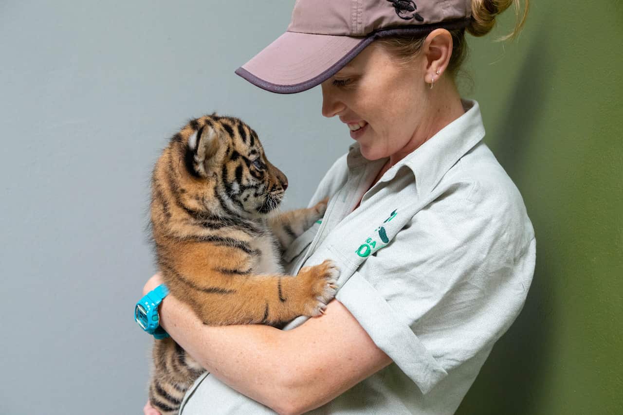 Zoo keepers weighing five-week-old tiger cubs at Taronga Zoo in Sydney.