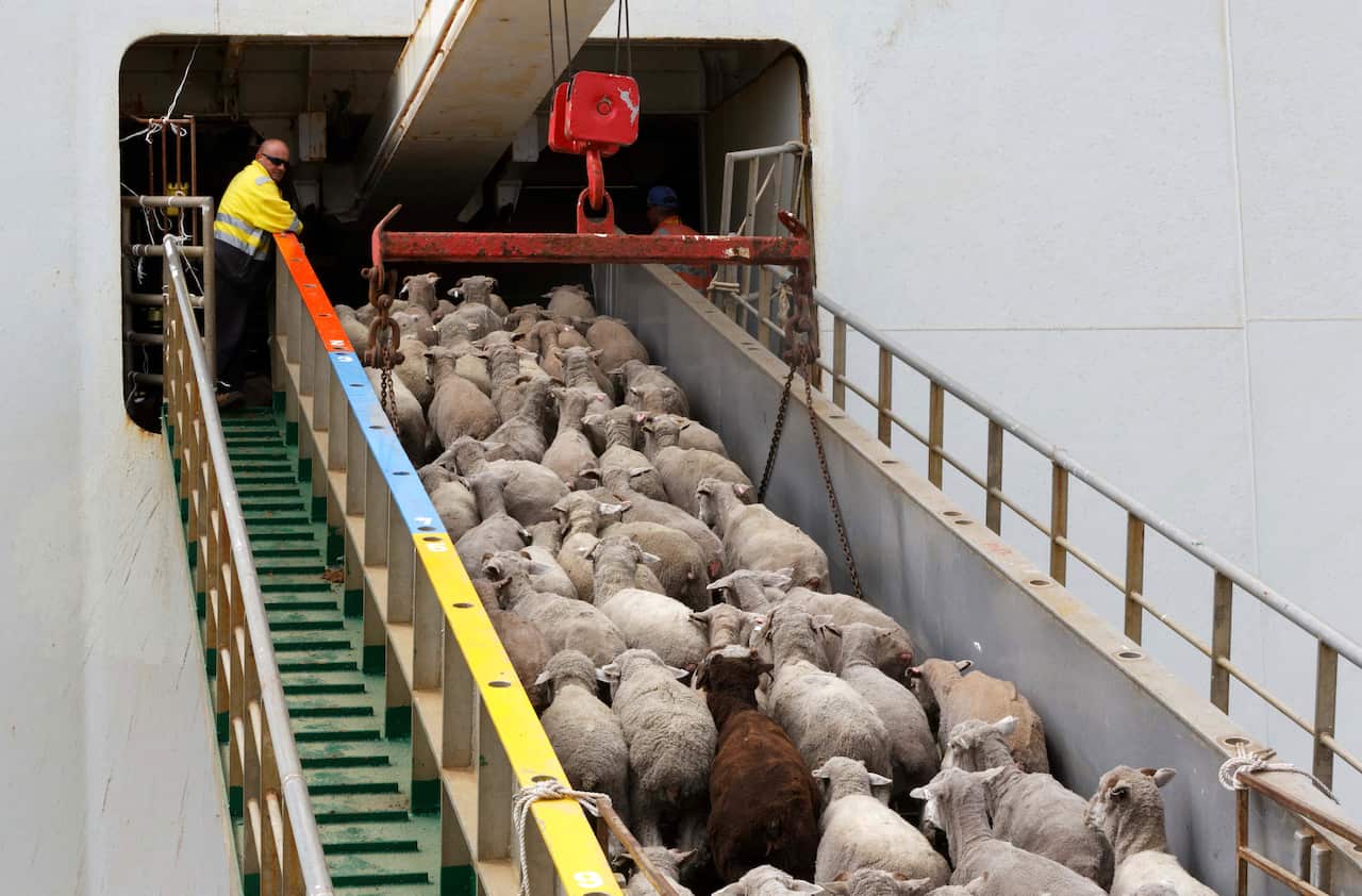 Sheep destined for the Middle East make their way to be loaded onboard the Al Messilah livestock vessel at the Fremantle wharf in February 2019.