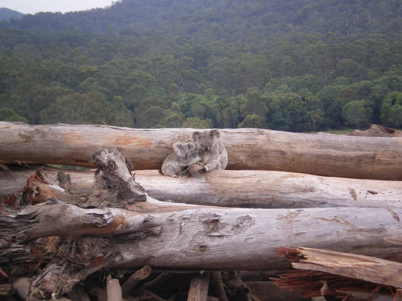 A koala mother and joey seeking refuge on a bulldozed logpile near Kin Kin in Queensland.