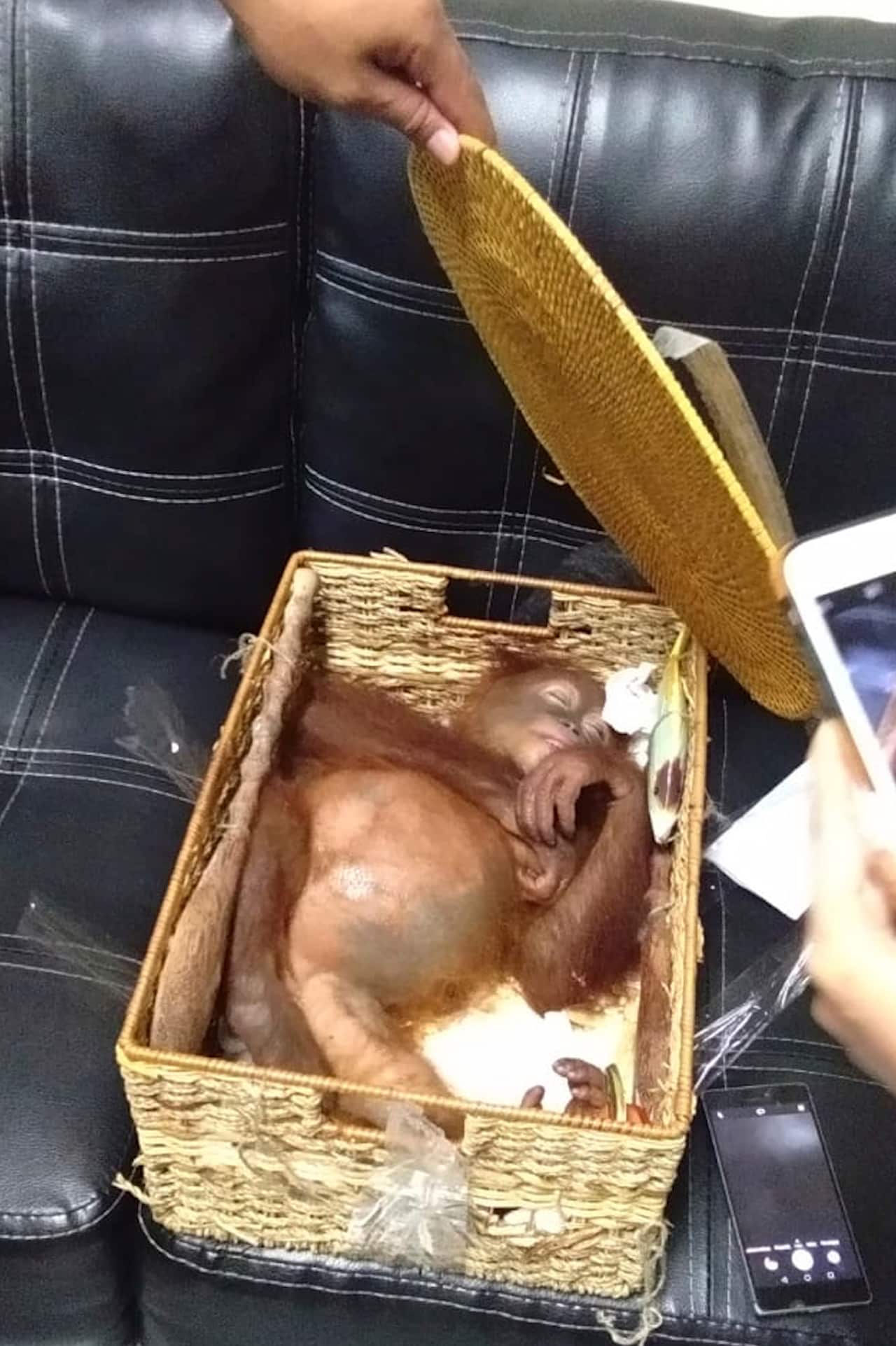 The 2-year-old male orangutan in a rattan basket inside his luggage.