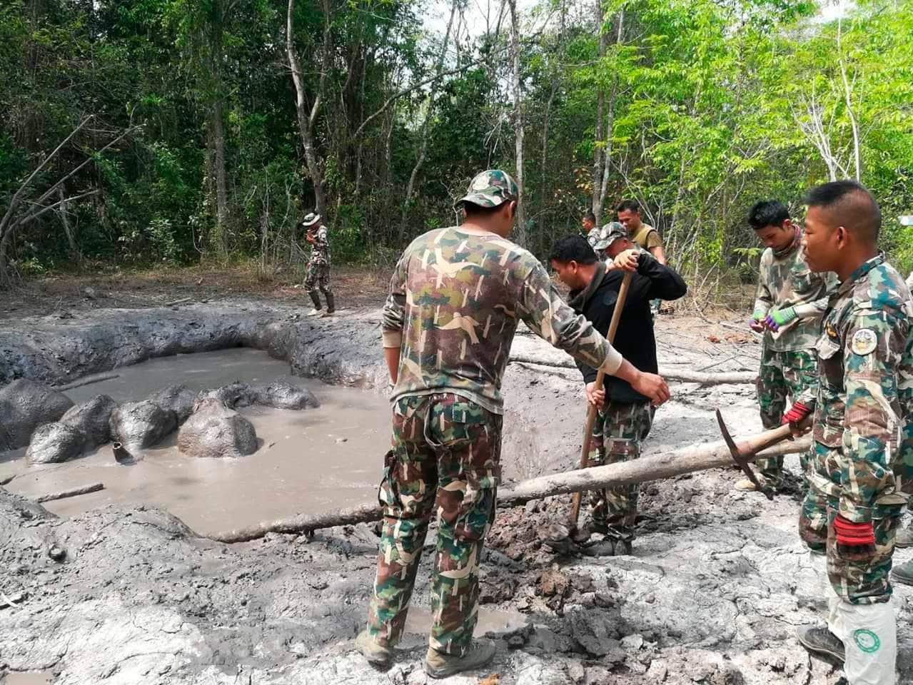 In this release by Department of Natural Park, Wildlife, and Plant Conservation Thursday, March 28, 2019. Thai Thap Lan National Park rangers watch six baby elephants stuck in a muddy pond at Thap Lan National Park, Nakhon Ratchasima province, Thap Lan Na