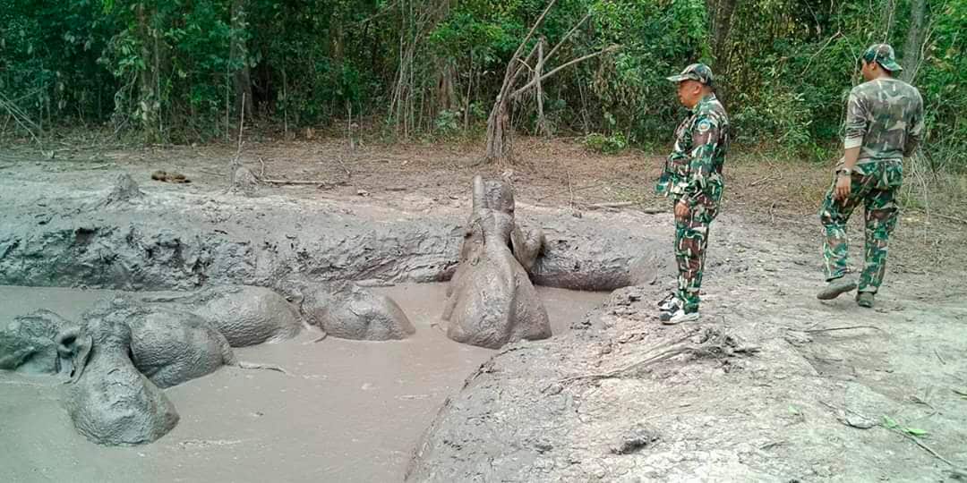 In this release by Department of Natural Park, Wildlife, and Plant Conservation Thursday, March 28, 2019. Thai Thap Lan National Park rangers watch six baby elephants stuck in a muddy pond at Thap Lan National Park, Nakhon Ratchasima province, Thap Lan Na