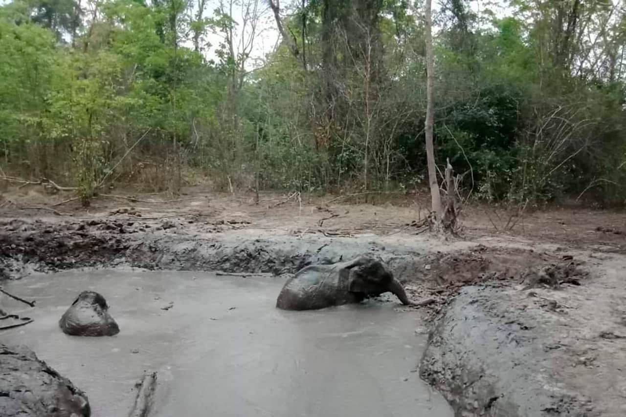 In this release by Department of Natural Park, Wildlife, and Plant Conservation Thursday, March 28, 2019. Two of six baby elephants stuck in a muddy pond at Thap Lan National Park, Nakhon Ratchasima province, Thap Lan National Park rangers took five hours