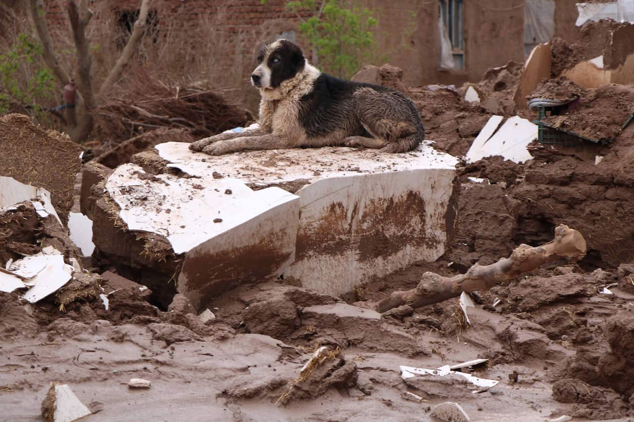 A stray dog sits amid debris of a collapsed house after flash floods in Herat, Afghanistan, 29 April 2019. According to local reports, at least 24 villagers were killed while dozens injured or missing in flash floods in western province of Afghanistan inc