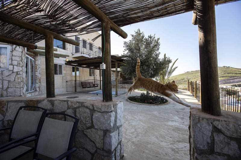 A cat jumps at a guest house advertised on Airbnb international home-sharing site in Nofei Prat settlement at the West Bank