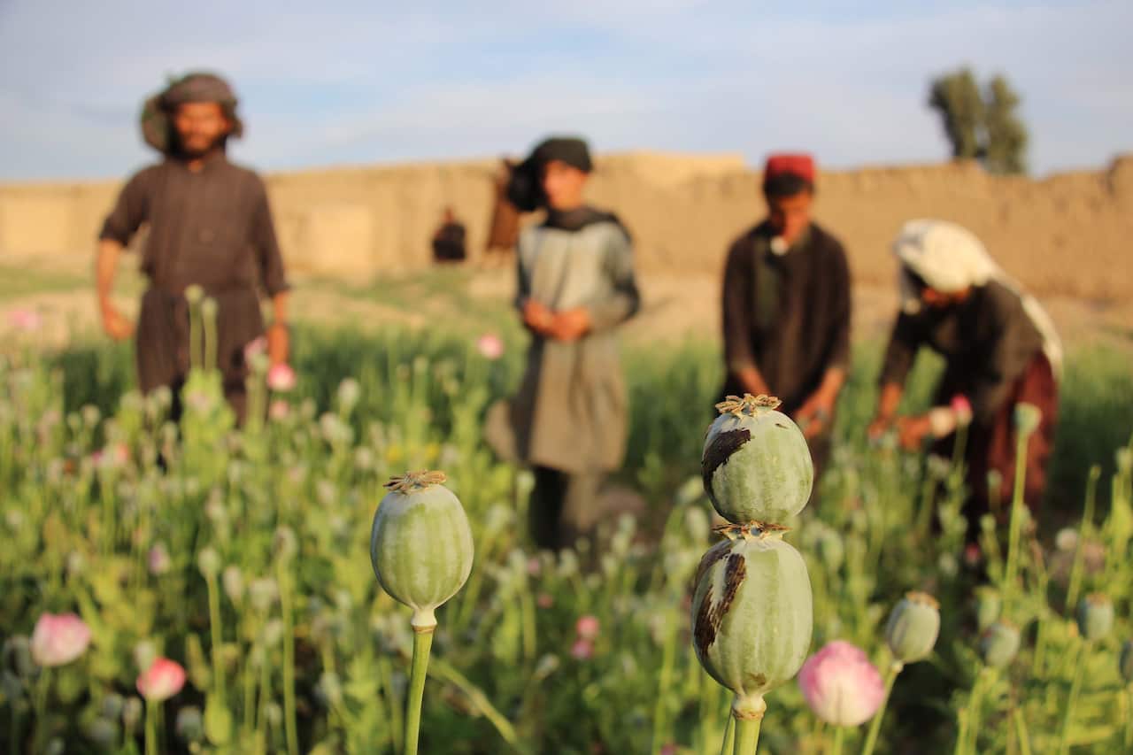 According to reports, opium production in Afghanistan grew by 87 percent in last two years.
