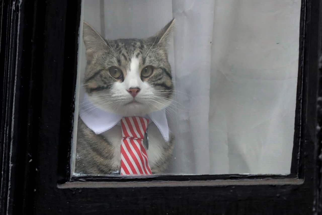 Julian Assange's cat James, dressed with a collar and tie, looks out from a window of the Ecuadorian embassy in London.
