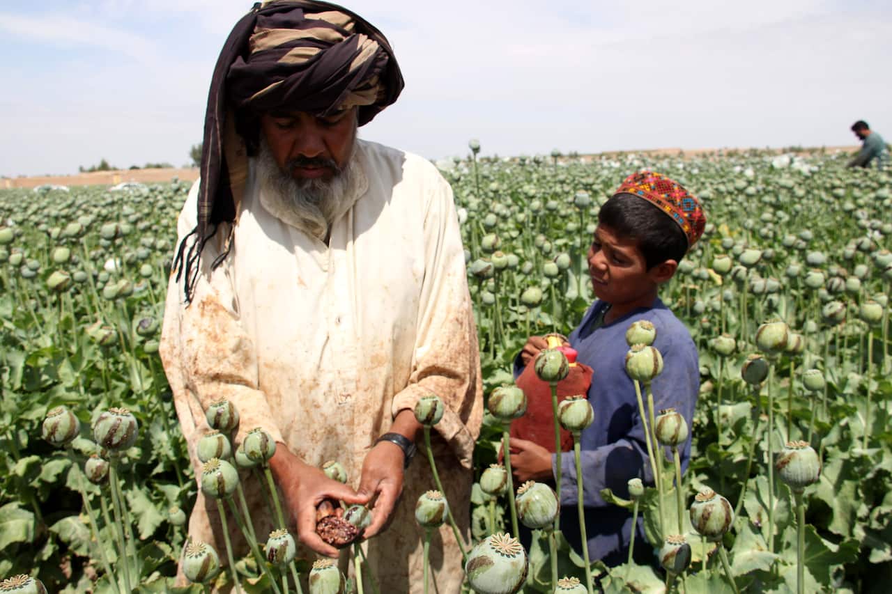 The Afghan government this year has already finalised the poppy eradication strategy, which is now in the implementation phase, according to reports.