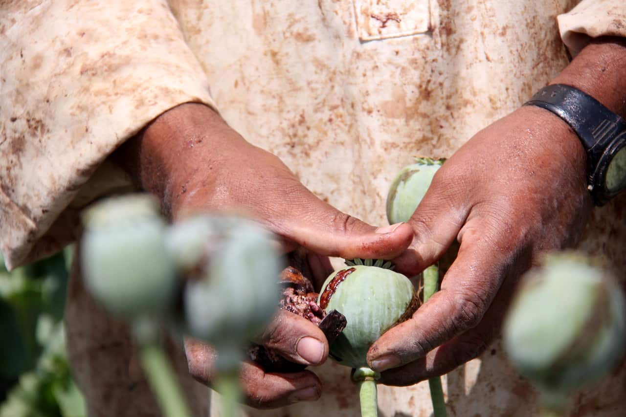 An Afghan farmer extracts raw opium from poppy buds in Helmand, Afghanistan.