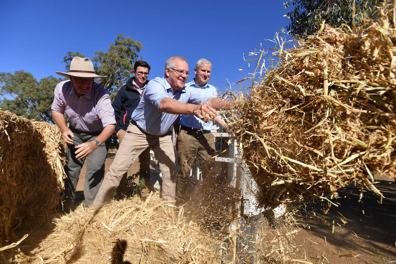 Prime Minister Scott Morrison, Deputy Prime Minister Michael McCormack and David Littleproud throw hay to feed cattle on Eumungerie Farm in New South Wales.