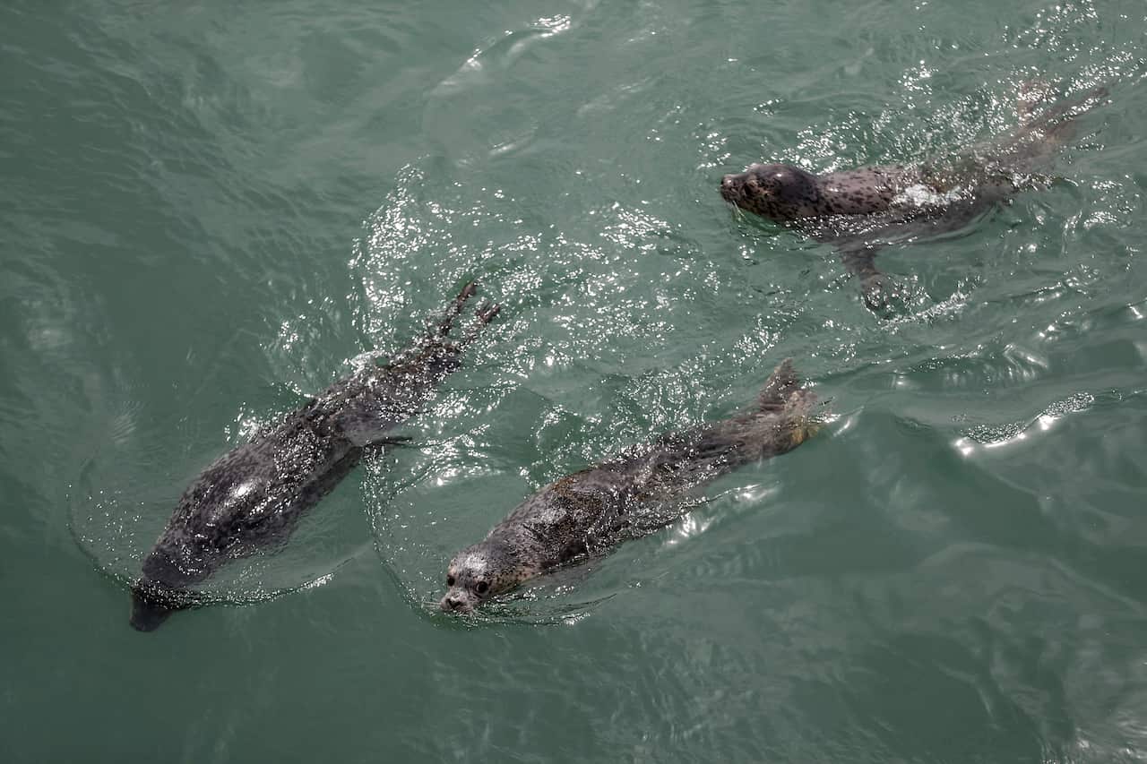 Spotted seals swim in the sea after being released by officials near Dalian in northeastern China's Liaoning province. 