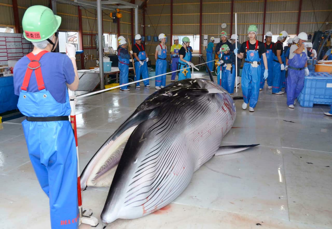 A minke whale caught in the last round of Japan's "research whaling" off the Pacific coast.