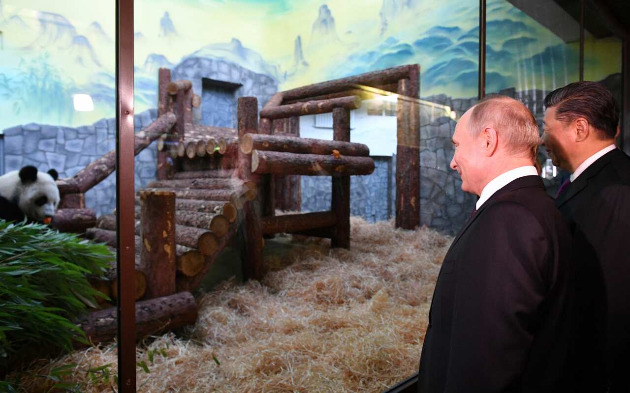Russian President Vladimir Putin and Chinese President Xi Jinping look at a panda in Moscow's Zoo.