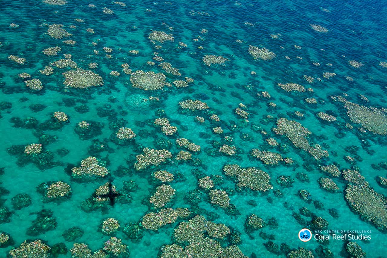 Recent aerial surveys revealed only the southern third of the Great Barrier Reef has escaped unscathed from coral bleaching. 