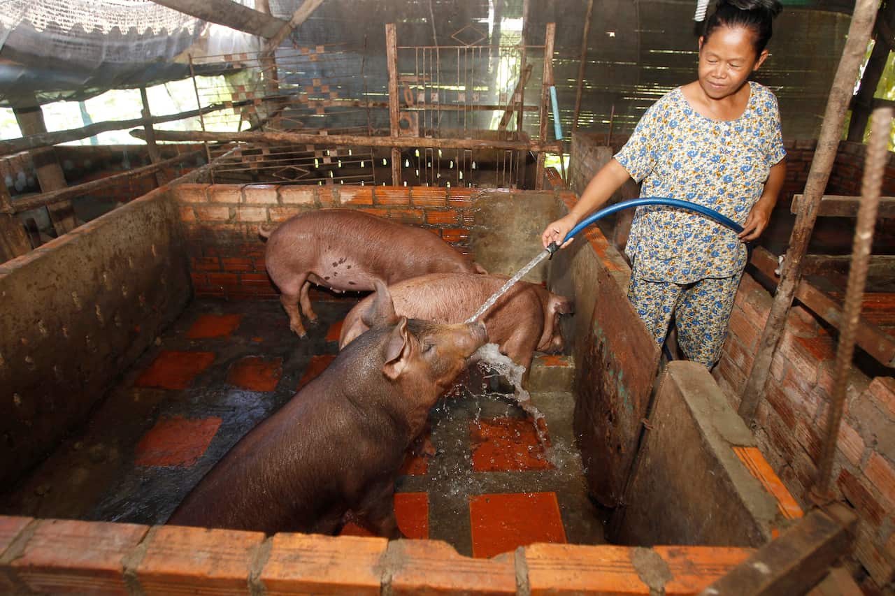 Cambodian woman Aok Kim cleans her pigs near her home in Ta Prum village outside Phnom Penh, Cambodia.