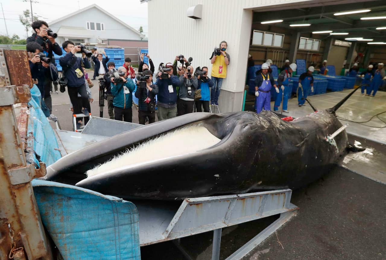 Japanese whalers and government officials hailed the resumption of the hunts, despite global criticism.
