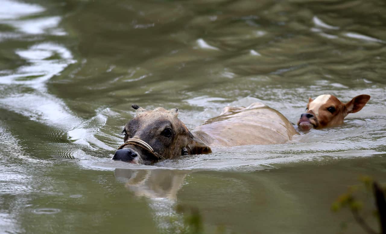 Cows wade through flood waters to take shelter in a safe place in the flood affected Morigaon district of Assam, India.
