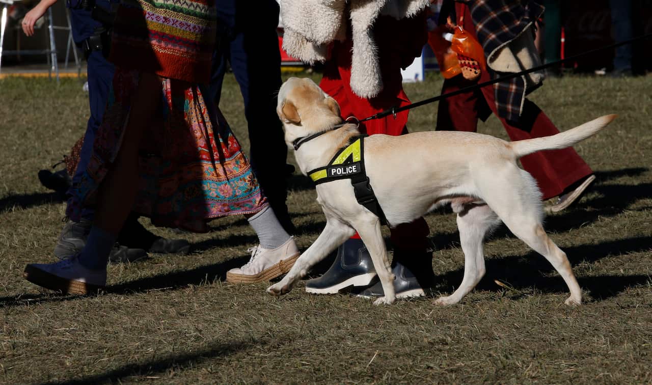 A police sniffer dog is seen during Splendour In the Grass in Northern New South Wales, Saturday, July 20, 2019. (AAP Image/Regi Varghese) NO ARCHIVING