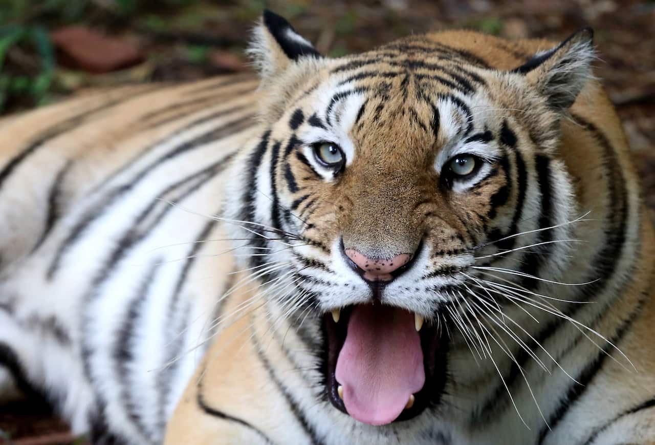 A Royal Bengal tiger in its enclosure at the Van Vihar National Park in India.