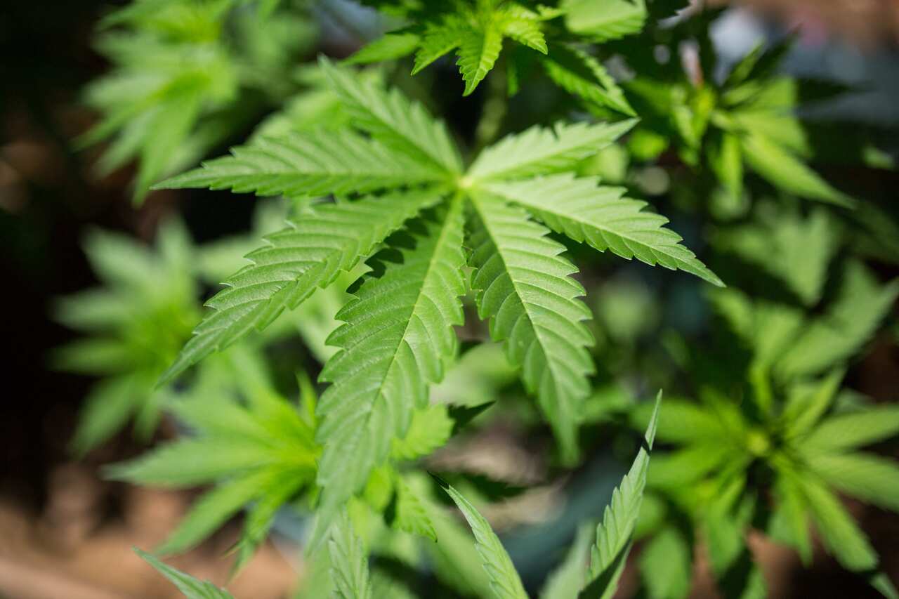 A view of a marijuana plant in Paris, France, July 30, 2019. Photo by Raphael Lafargue/ABACAPRESS.COM.
