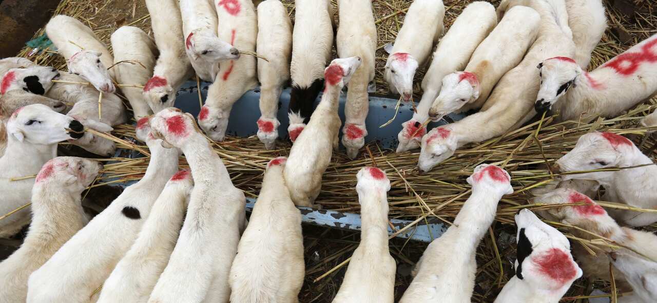 Sacrificial animals are on sale ahead of the Eid al-Adha festival at a market in Sana'a, Yemen.