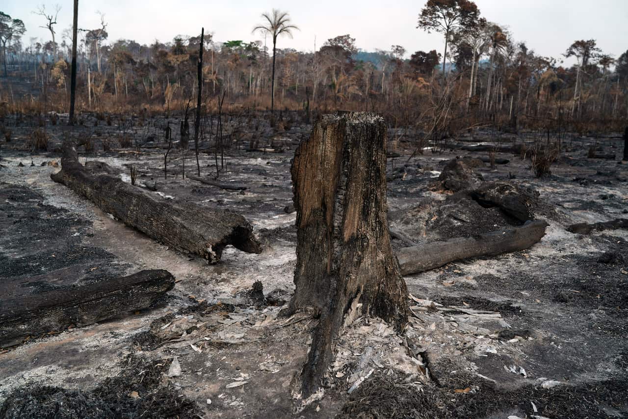 Trees destroyed by fire in the Amazon.