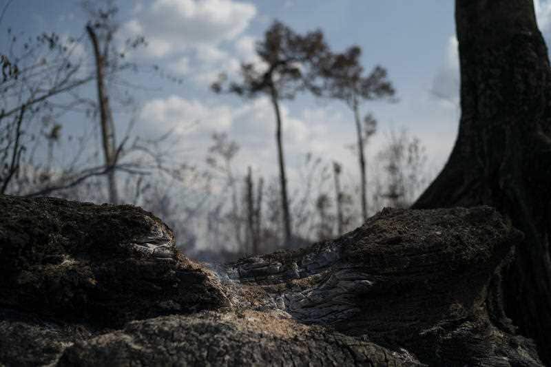 A burnt area in the Amazon rainforest in Brazil.