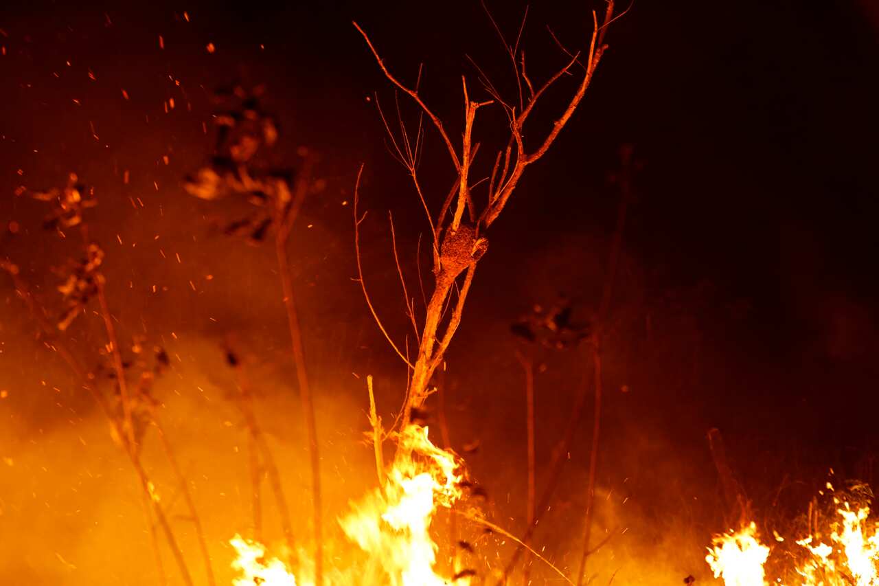 Trees burn during a fire in the highway margins in the city of Porto Velho, Rondonia state, part of Brazil's Amazon.