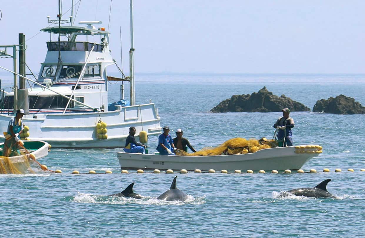 Fishermen drive small whales into a cove off Taiji in Wakayama Prefecture on Sept. 2, 2019, as the hunting season for the cetacean starts in the western Japan whaling town. (Kyodo via AP Images) ==Kyodo