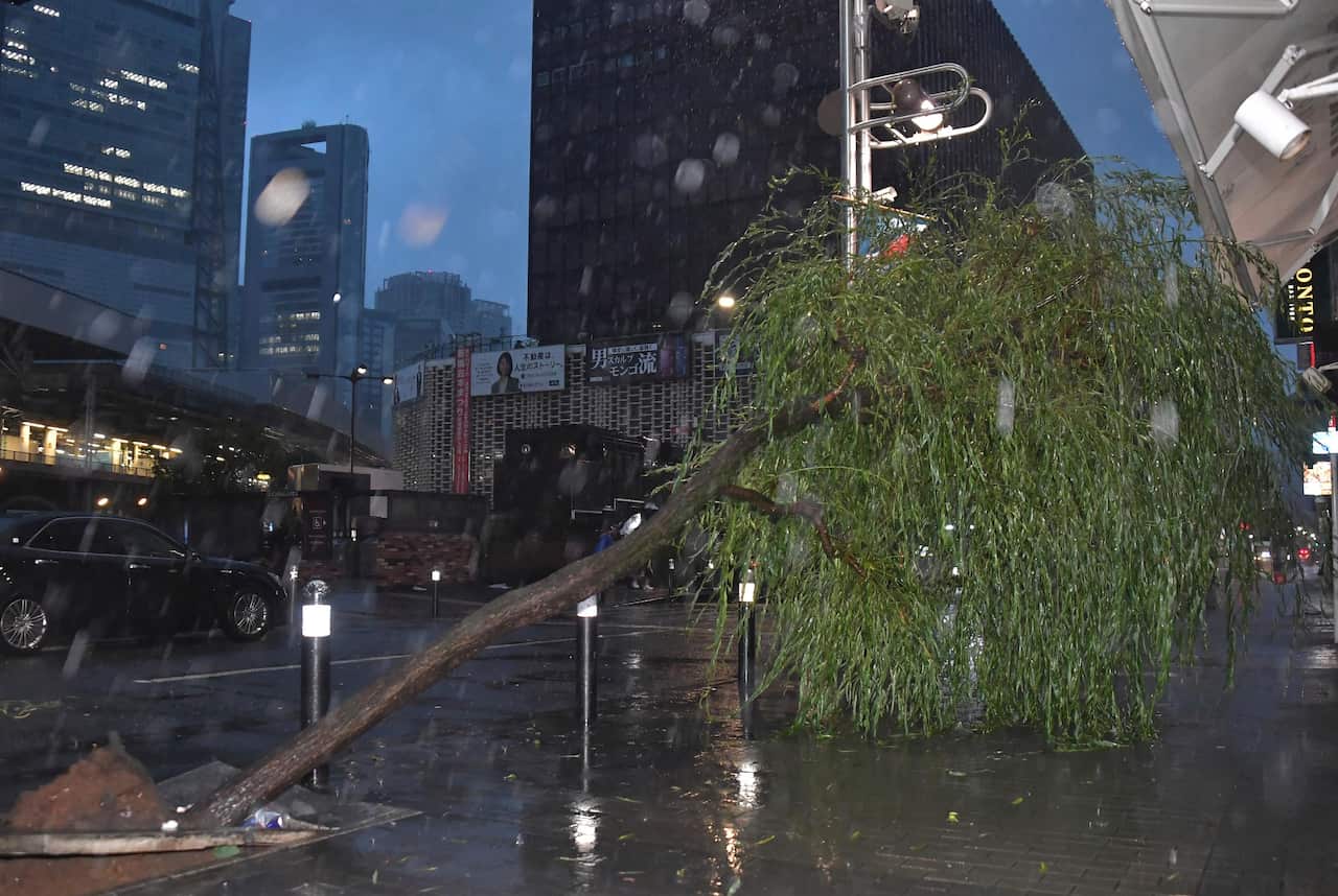 A tree is uprooted due to strong winds in Tokyo.