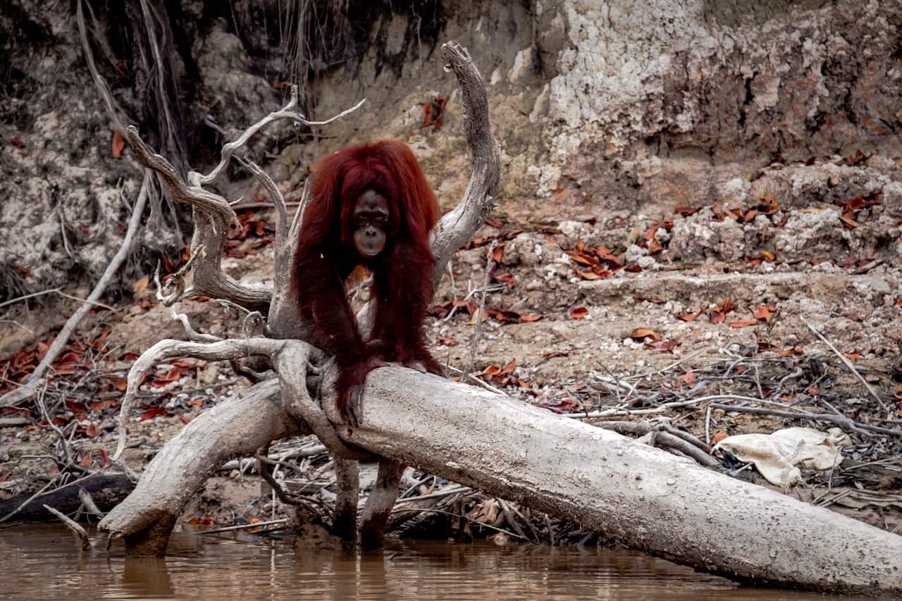 A Borneo orangutanon on the river bank as haze from the forest fires blanket the area in Central Kalimantan, Indonesia.