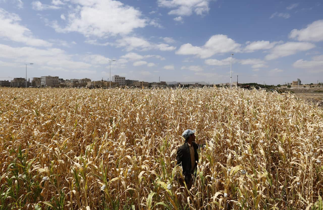 A farmer works at a white sorghum field on World Food Day, in Sana'a, Yemen.