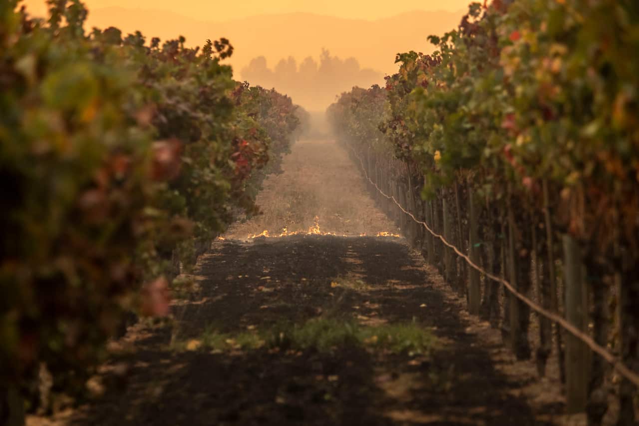 Fire burns gound cover in a vineyard as the Kincade Fire burned through the area near Geyserville, California.
