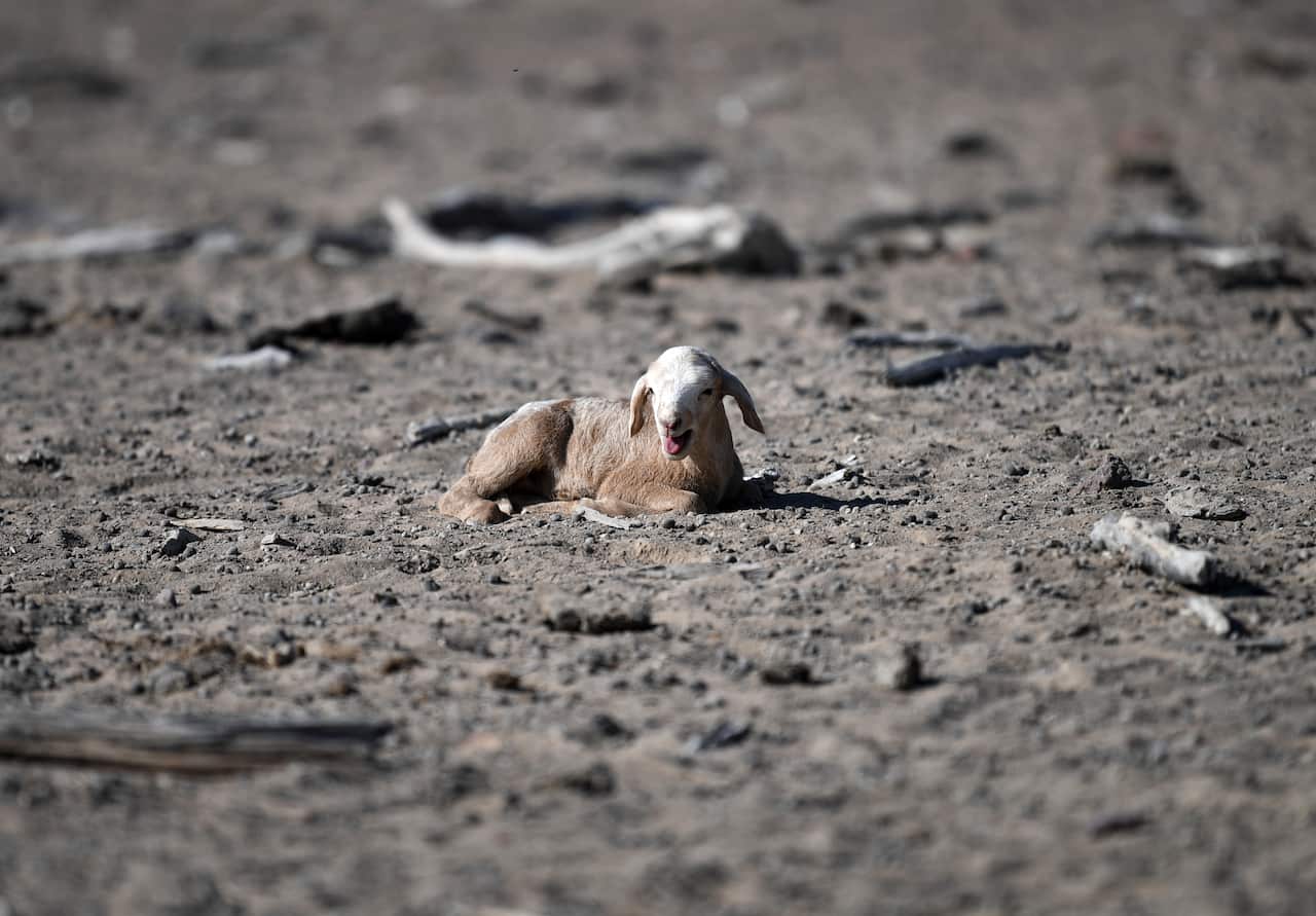 A newborn lamb is seen on a drought affected property near Bollon in southwest Queensland.
