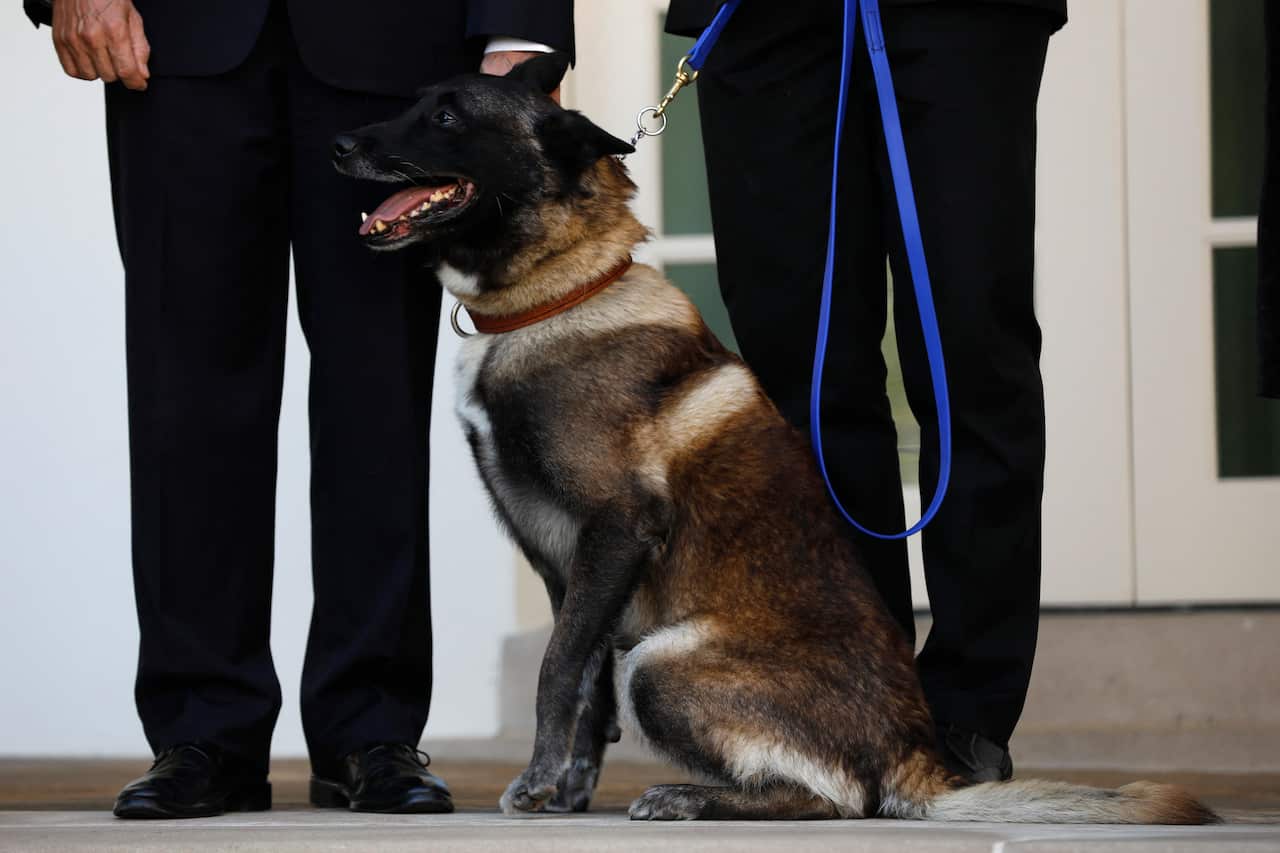 U.S. military dog Conan, who participated in the Baghdadi raid to kill ISIS leader, sits while been recognized by President Donald Trump in the Rose Garden of the White House in Washington, U.S. November 25, 2019. Photo by Yuri Gripas/ABACAPRESS.COM.