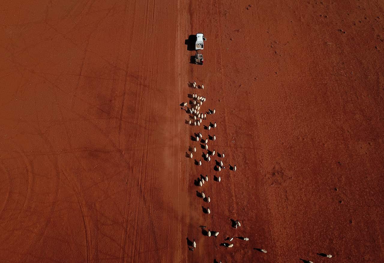 An aerial image of sheep as they follow a ute delivering cotton seed on a drought affected property near Bollon in southwest Queensland.