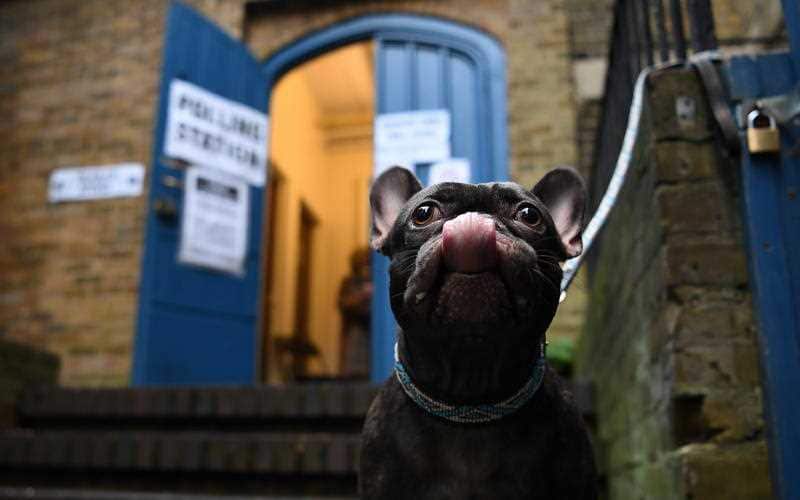 A French bulldog waits outside a polling station at St. Johns Church, London
