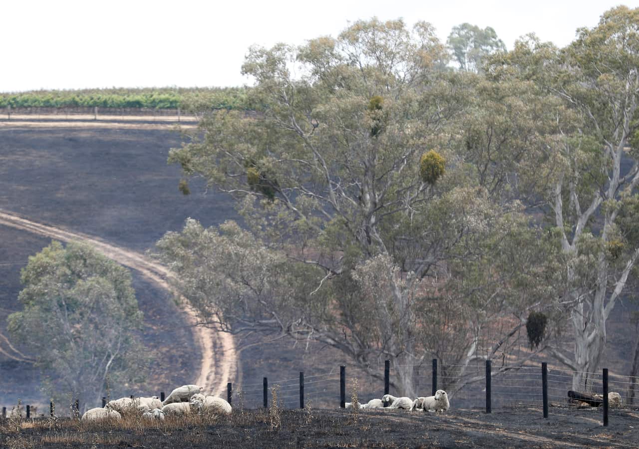 Sheep are seen in a burnt paddock at Woodside in Adelaide.
