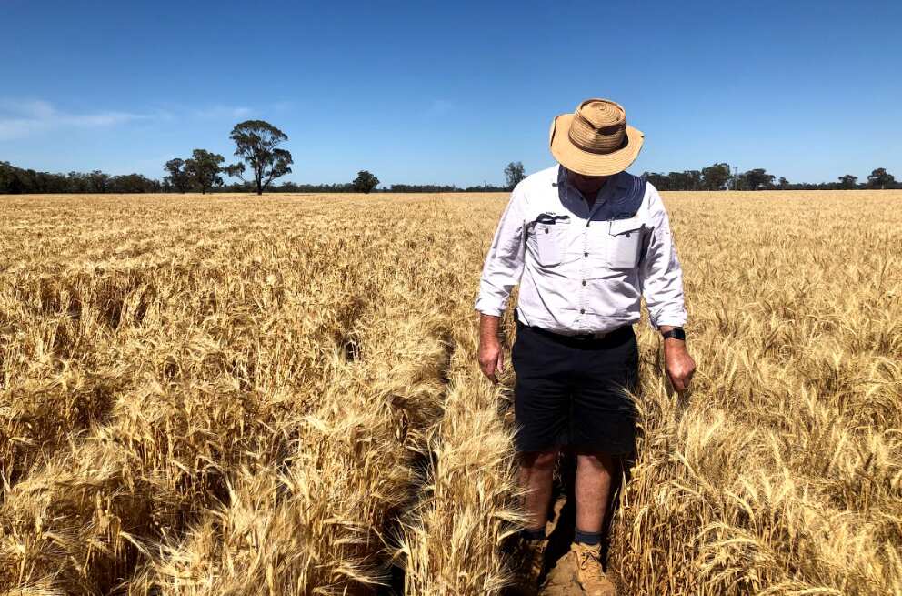 Tony Quiqley with his barley crop