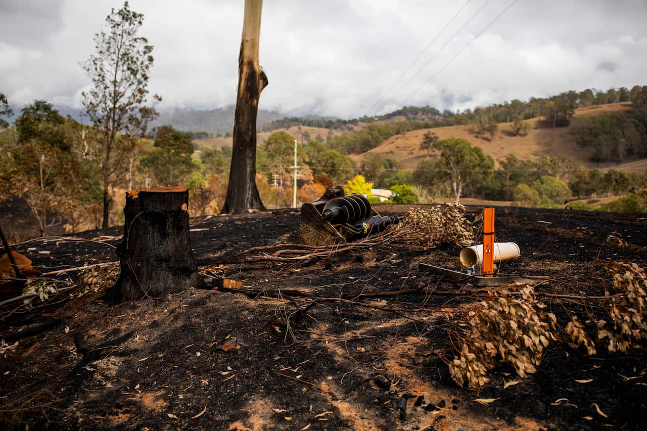 Trees damaged by fire line the Princes Highway in Brogo, New South Wales.
